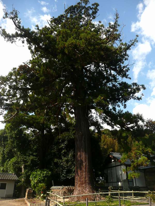 The ancient cedar tree at Ankokuji Temple