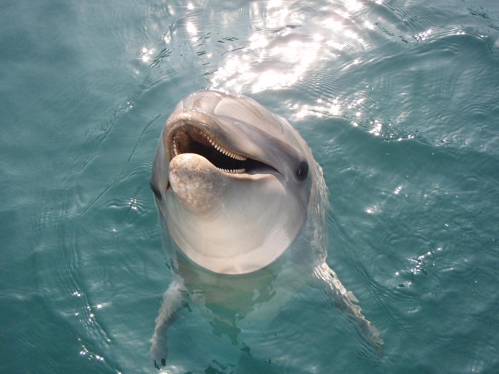 Dolphin