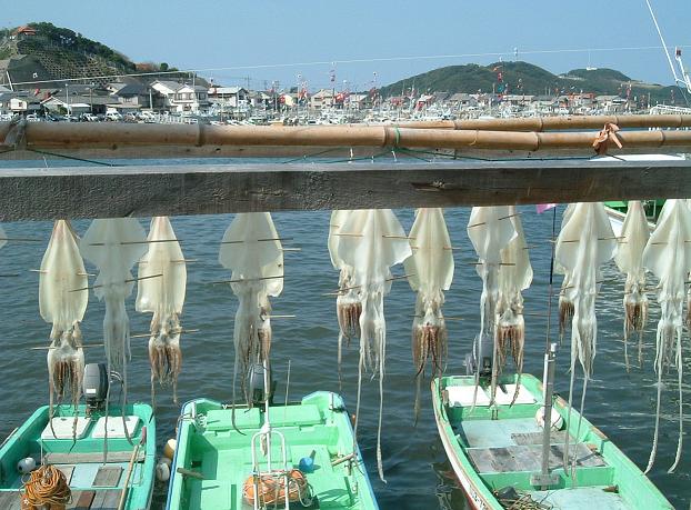 squid hanging up to dry